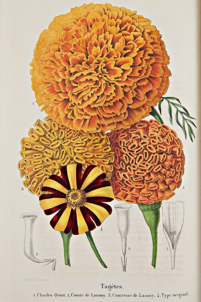 Tagetes, Charles Morren – Eduard Morren, La Belgique horticole, 1851-1862