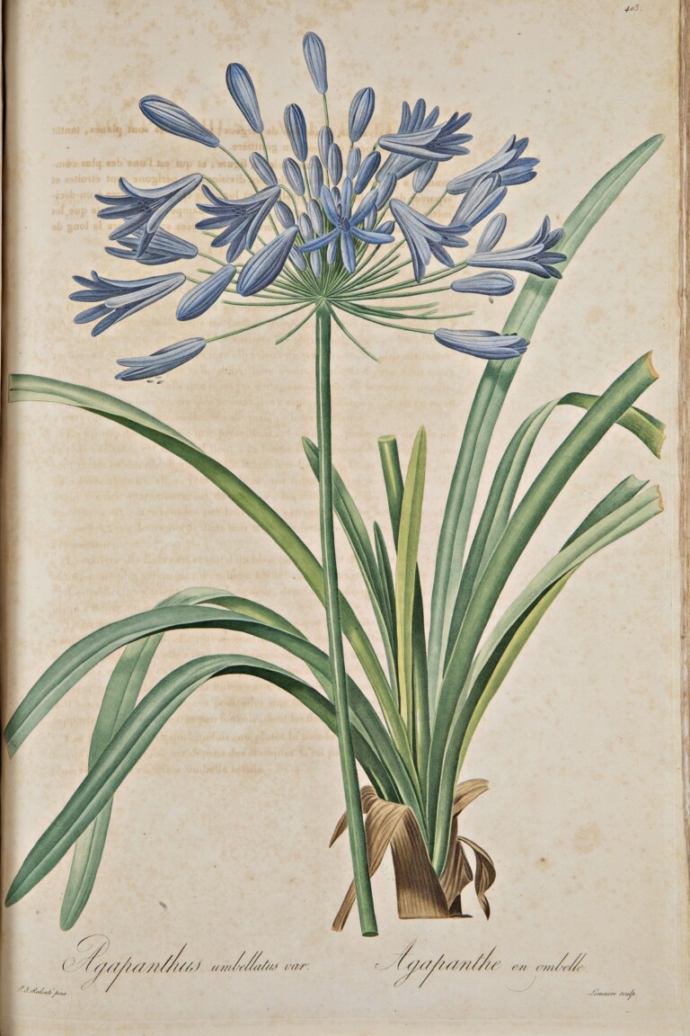 Agapanthus umbellatus, Pierre-Joseph Redouté, Les liliacées, 1802-1816