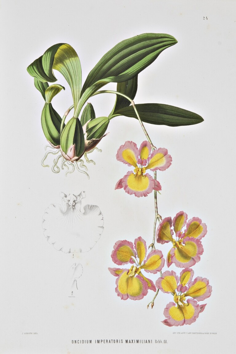 Oncidium imperatoriis Maximiliani, Heinrich Wawra Von Fernsee, Botanische Ergebnisse, 1866