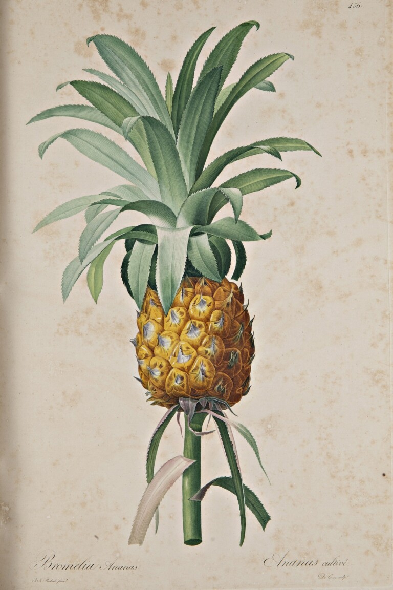 Bromelia Ananas, Pierre-Joseph Redouté, Les liliacées, 1802-1816