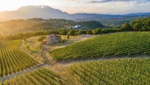 Nuovi mecenati dell’arte. La cantina Feudi di San Gregorio in Irpinia