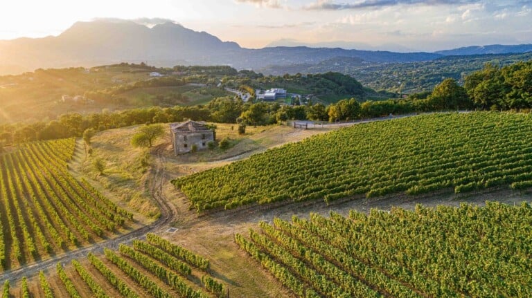 I vigneti di Feudi di San Gregorio