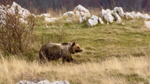 Dialogo uomo-natura. Su Sky Nature il documentario sull’Orso Bruno Marsicano