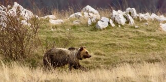 Il Marsicano l'ultimo Orso