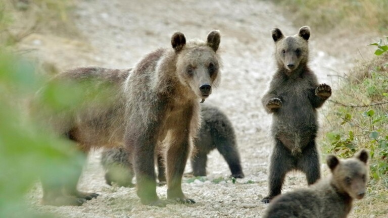 Il Marsicano l'ultimo Orso. Amarena con i cuccioli