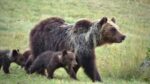 Il Marsicano l'ultimo Orso. Amarena con i cuccioli