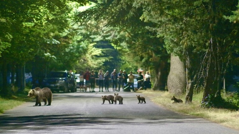 Il Marsicano l'ultimo Orso. Amarena e i suoi cuccioli tra la gente