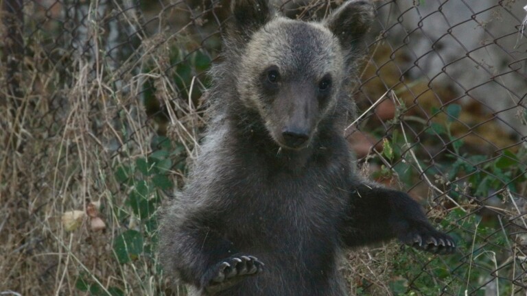 Il Marsicano l'ultimo Orso. Juan Carrito cucciolo