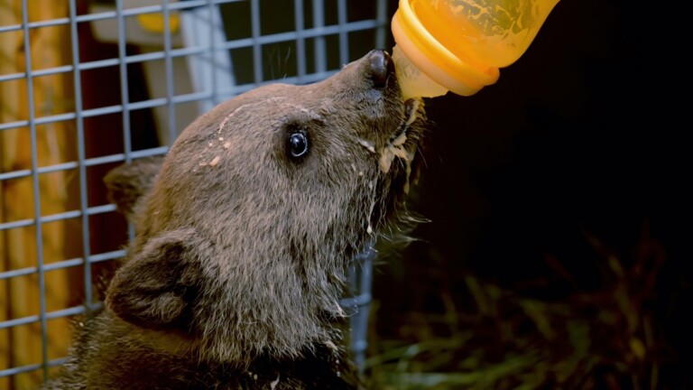 Il Marsicano l'ultimo Orso. L'allattamento