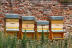Quattro arnie per gli Horti, progetto in collaborazione con l’apicoltore Michele Contini (Miele di Tromello), monitorate con tecnologia 3bee