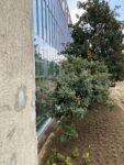 Il giardino nel cortile interno di Superlab ph Giulia Giaume