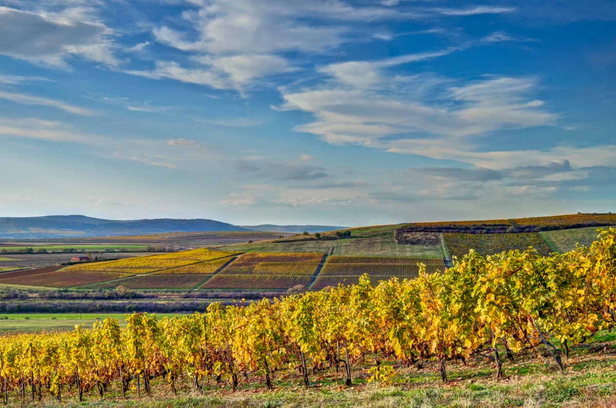 Museo del Vino a Tokaj ©Visit Hungary