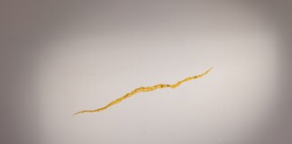 Andrea Francolino, Crepa, 2021, 24 C gold leaf. Photo credits Andrea Testi. Courtesy the Artist, Mazzoleni, London _ Torino