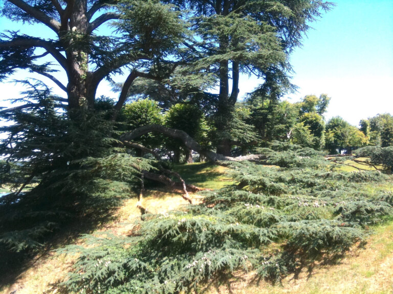 Il parco del Domain de Chaumont sur Loire, alberi monumentali. Photo Claudia Zanfi