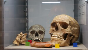 Apre a Milano MUSA, il Museo delle Scienze Antropologiche per i Diritti Umani