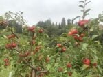 Palazzo Varignana, Tenuta Rio Rosso, frutti antichi. Photo Claudia Zanfi