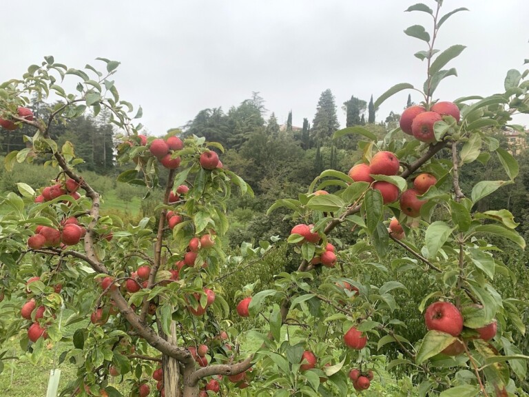 Palazzo Varignana, Tenuta Rio Rosso, frutti antichi. Photo Claudia Zanfi