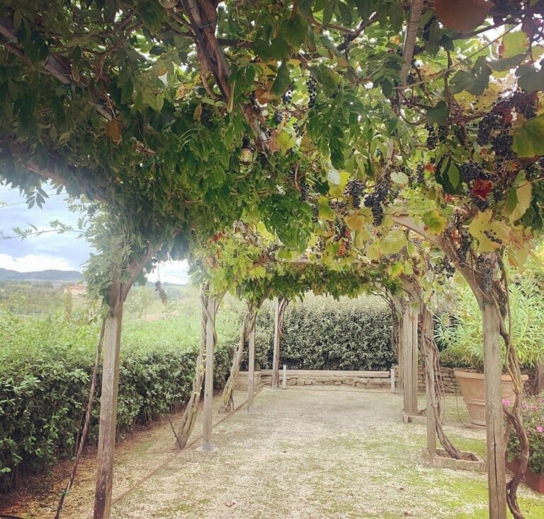 Palazzo Varignana, pergola. Photo Claudia Zanfi