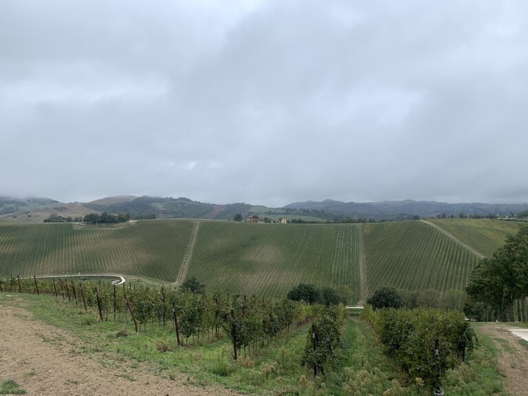 Palazzo Varignana, vigneti. Photo Claudia Zanfi