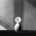 Robert Mapplethorpe, “African Daisy”, 1982⁠ ©️ Robert Mapplethorpe Foundation. Used by permission. Courtesy Galleria Franco Noero. In collaboration with The Robert Mapplethorpe Foundation