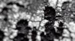Anna Fainareti Lioka, Her seeds will heal you, 2022, still da video installazione