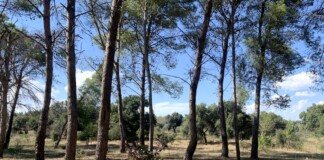 Bosco Colto, Sicilia. Photo Claudia Zanfi