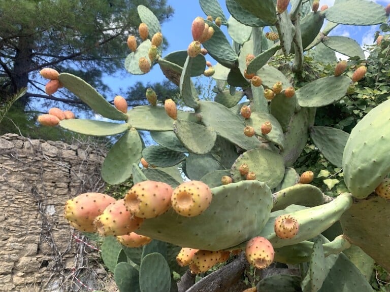 Bosco Colto, Sicilia. Photo Claudia Zanfi