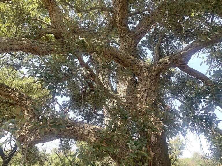 Bosco Colto, Sicilia. Sughereta. Photo Claudia Zanfi