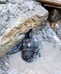 I bronzi etruschi di San Casciano dei Bagni. Dal ritrovamento del 2022