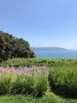 Giardini del Fuenti, Vietri sul Mare