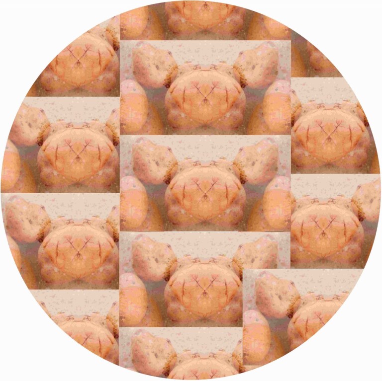 CIRCLE