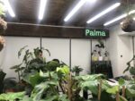 Palma Torino, foto Claudia Giraud