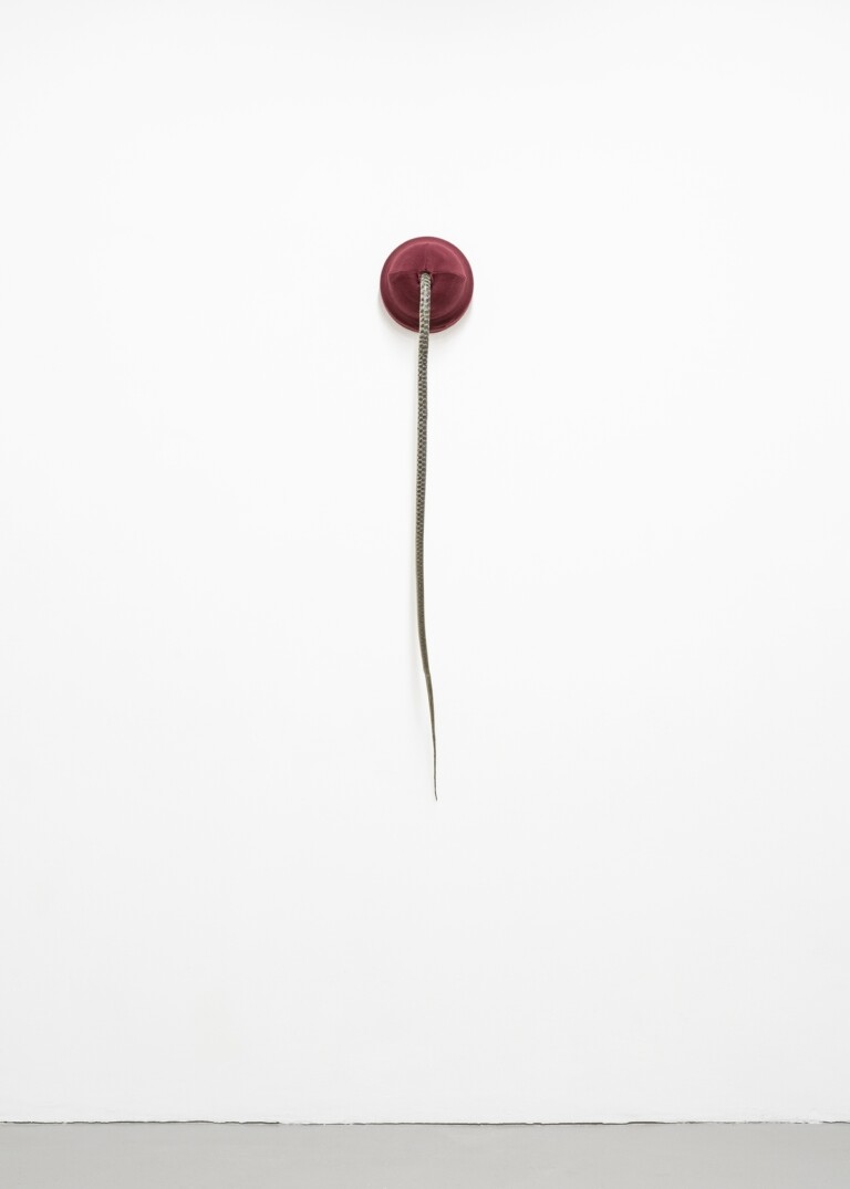 Paolo Bufalini, Senza titolo, 2019, cappello, tassidermia, 120 x 20 x 25 cm, courtesy l'artista. Photo Manuel Montesano