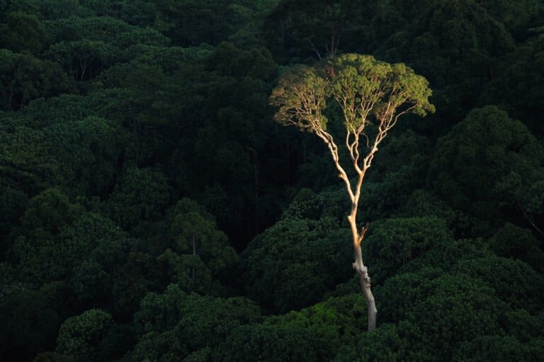 Paul Smith - Alberi (Rizzoli, Milano 2022)