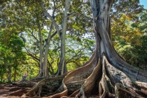 In un libro tutta la storia degli alberi fra arte ed ecologia