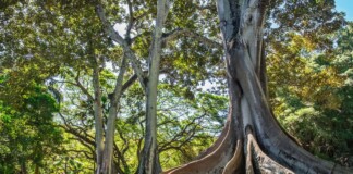 Paul Smith - Alberi (Rizzoli, Milano 2022)
