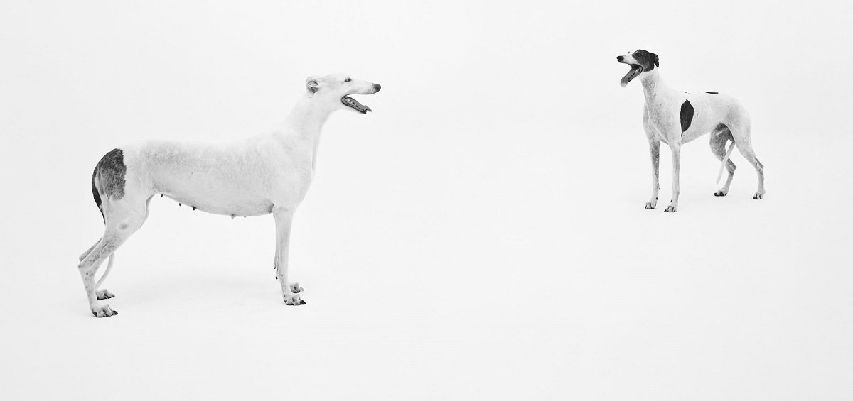 Simon Starling, Pedigree English Greyhound, Valldemossa dell’Attimo Fuggente (Vera) photographed at Four Studios, Mirafiori Car Plant, Turin, 2019. 100 x 140 cm