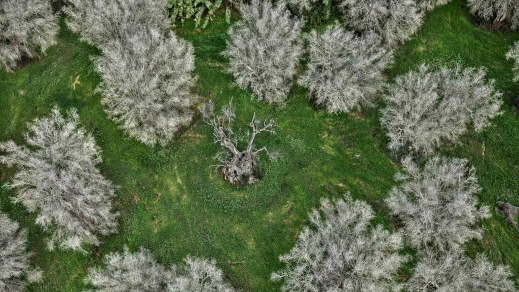 Il fotografo paesaggista Edward Burtynsky in Italia con due mostre sulla Xylella