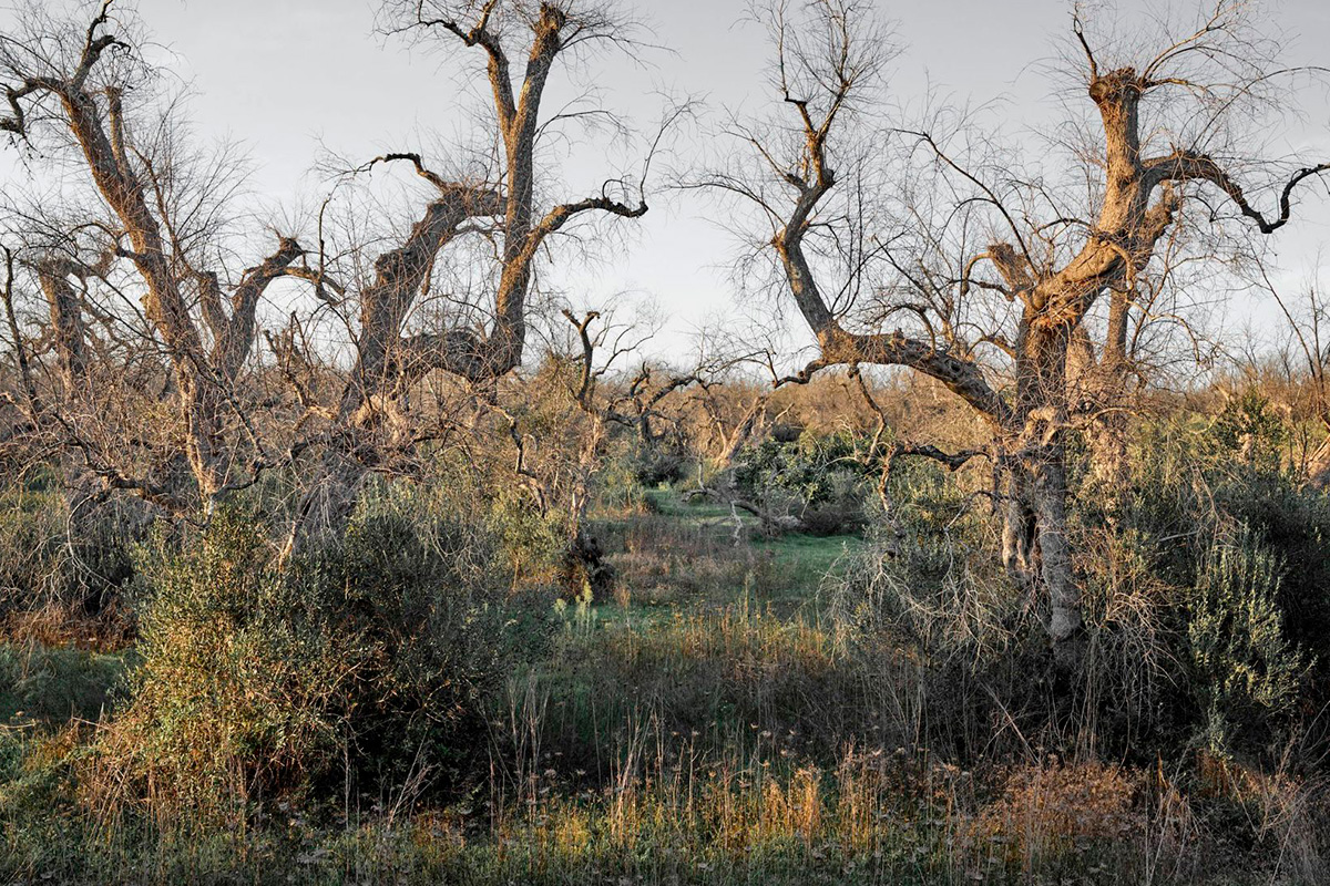 Xylella Fastidiosa. Puglia, The Lost Olive Groves. Photographs by Edward Burtynsky