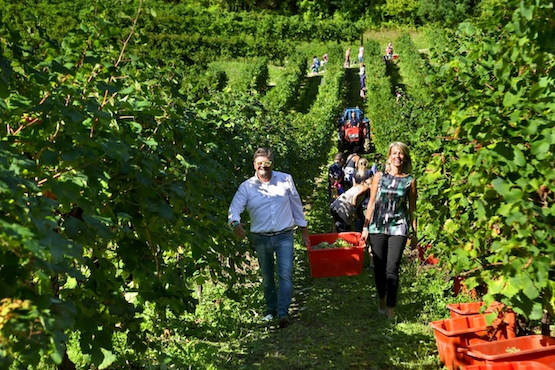 5 la vendemmia e il turismo esperienziale Lavorare nell’arte: opportunità da Comune Reggio Emilia, Fondazione Modigliani, Biennale Musica