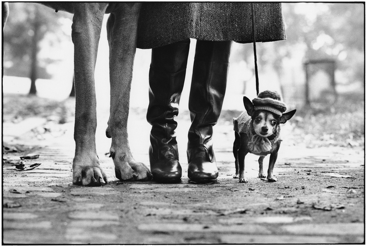 Elliott Erwitt, Dog Legs, New York City, USA, 1974