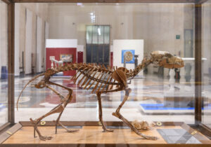 Il Museo delle Civiltà di Roma inaugura il nuovo allestimento delle collezioni geologiche