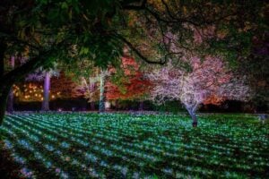 Incanto di Luci: all’Orto Botanico di Roma arriva la mostra sensoriale di Light Art