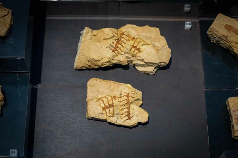 Museo archeologico di Matera, detail