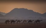 Riyadh Abdulelah Al Malahi, The Kingdom Photography Discovery Competition Nature Along the Coast Category Winner, 2022