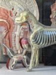 Modelli anatomici nello studio di Cino Zucchi. Courtesy Cino Zucchi