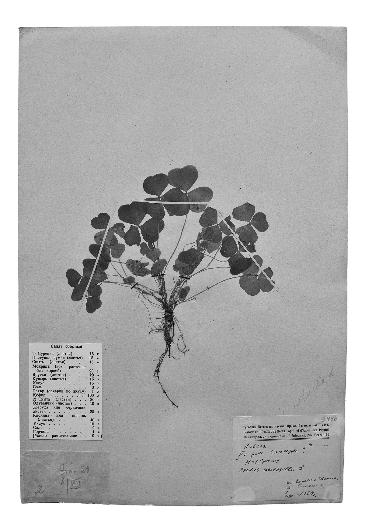 Sergey Kishchenko, Oxalis articulata. Insalata mista, 2017, photo, pigment print, 60х40 cm