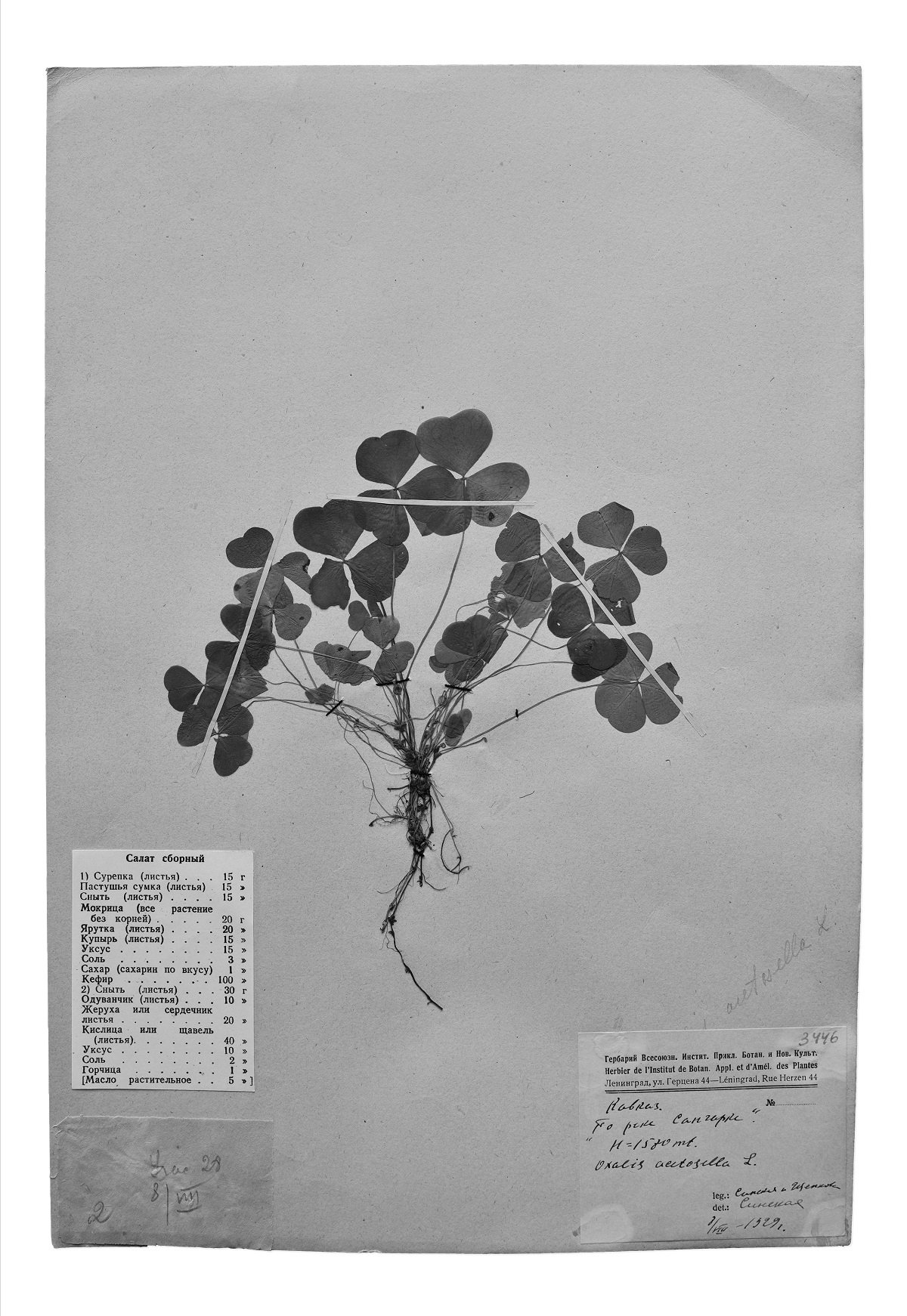 Sergey Kishchenko, Oxalis articulata. Insalata mista, 2017, photo, pigment print, 60х40 cm