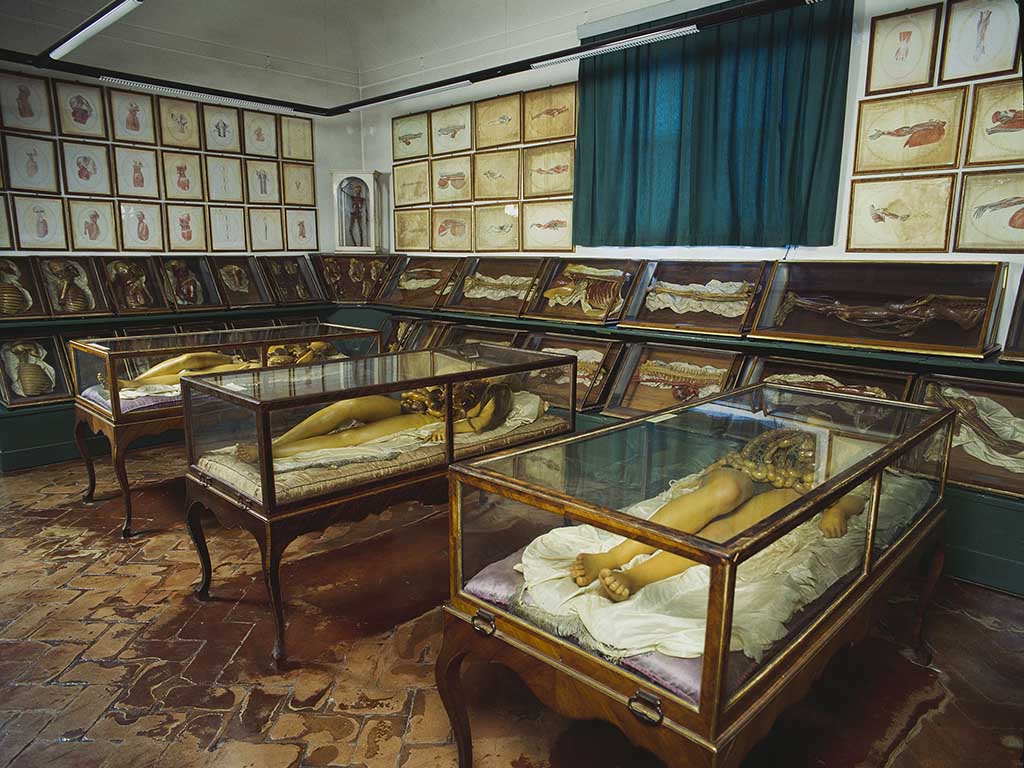 I modelli anatomici al Museo della Specola di Firenze. Photo Saulo Bambi