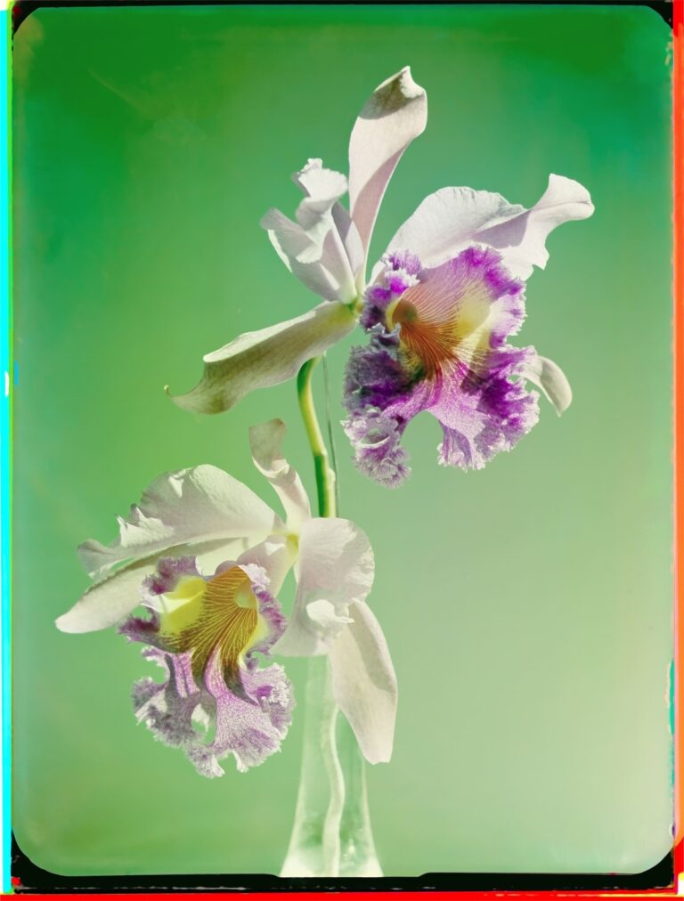 Werner Bischof, Orchidee (studio), 1943, © Werner Bischof Estate, Magnum Photos